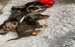 Miniature Dachshund dogs for sale: Miniature Black and Tan Dapple Dachshunds - Image 15