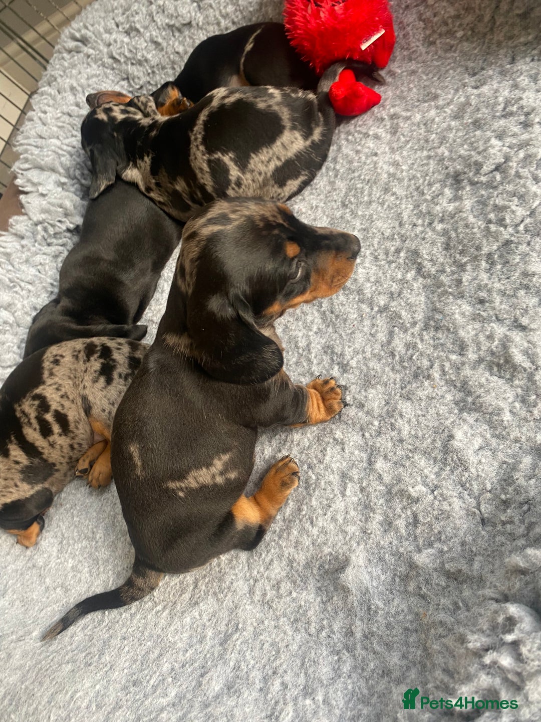 Miniature Dachshund dogs for sale: Miniature Black and Tan Dapple Dachshunds - Image 15