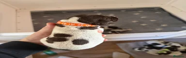 German Shorthaired Pointer 5