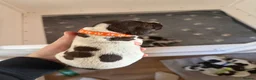 German Shorthaired Pointer dogs for sale: Stunning litter of 14 German short-haired pointers in Winchester - Advert 19