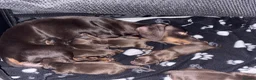 Miniature Dachshund dogs for sale: 🌟🌟Beautiful tan/fawn miniature dachshund🌟 🌟 - Advert 17