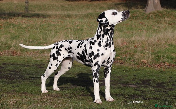 Dalmatian dogs - Advert 1