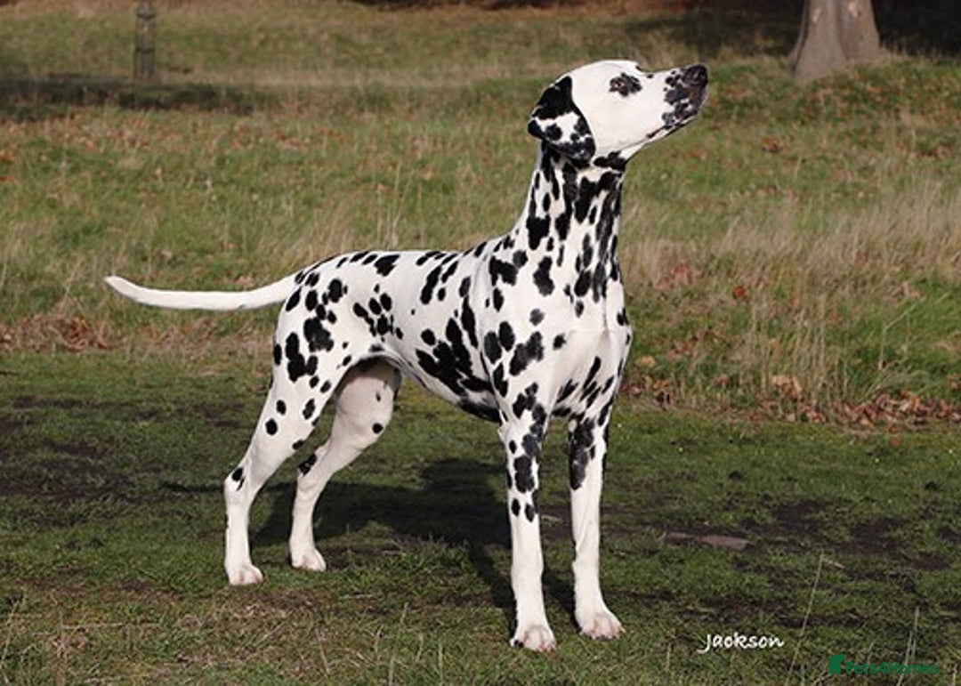 Dalmatian dogs for sale: Tamilanda Dalmatian's  - Image 1