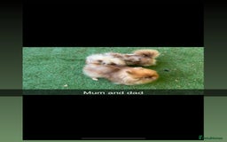 Pomeranian dogs for sale: Exotic color Pomeranians  - Advert 4