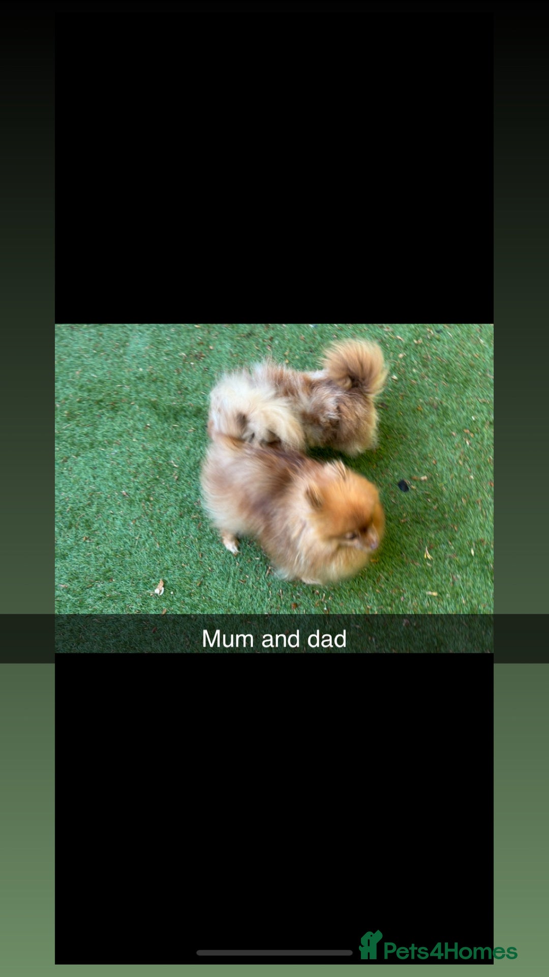 Pomeranian dogs for sale: Exotic color Pomeranians  - Advert 4