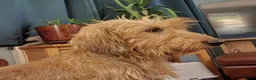 Miniature Dachshund dogs for sale: Super-cute Pedigree Mini-Wire Dachshund Puppies  - Advert 9