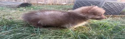 Pomchi dogs for sale: Two beautiful playful well socialised boys  - Advert 13