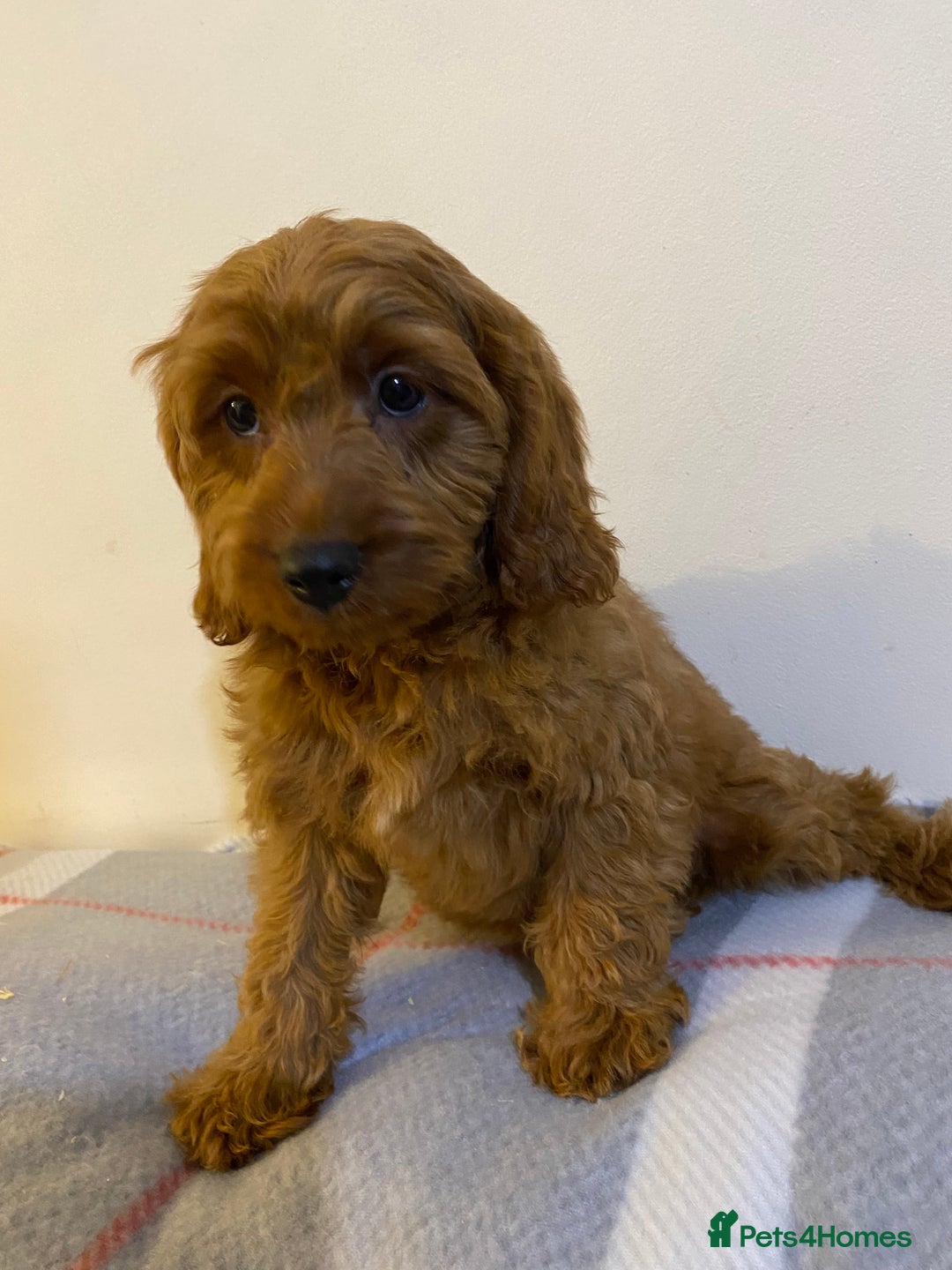 Cavapoo dogs for sale: Beautiful Cavapoo Puppies Available  - Advert 6