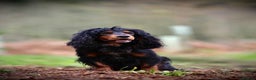 Cocker Spaniel dogs for stud: Black and tan cocker stud at Kellandbrook Gundogs  in Crediton - Advert 2
