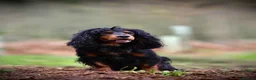 Cocker Spaniel dogs for stud: Black and tan cocker stud at Kellandbrook Gundogs  in Crediton - Advert 2