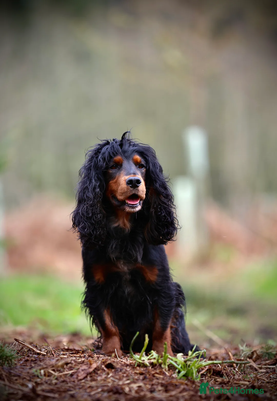 Cocker Spaniel dogs for stud: Black and tan cocker stud at Kellandbrook Gundogs  in Crediton - Advert 2