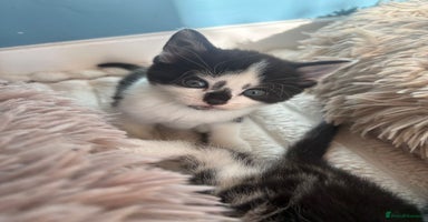 Mixed Breed cats - Advert 11