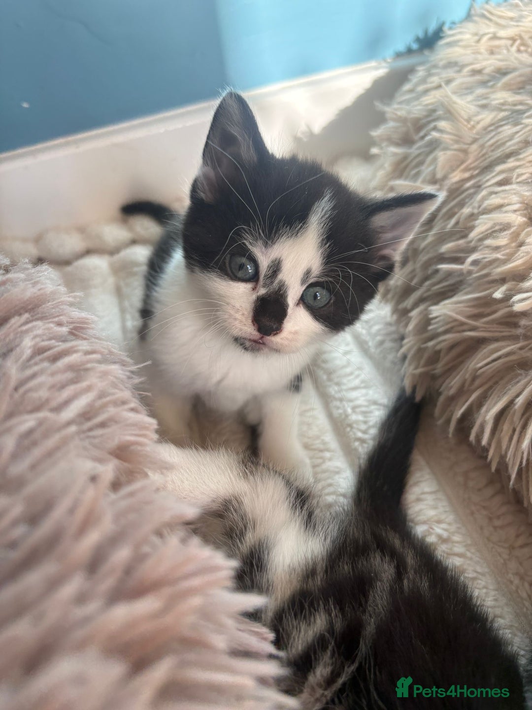 Mixed Breed cats for sale: Stunning playful kittens x 7  - Image 3