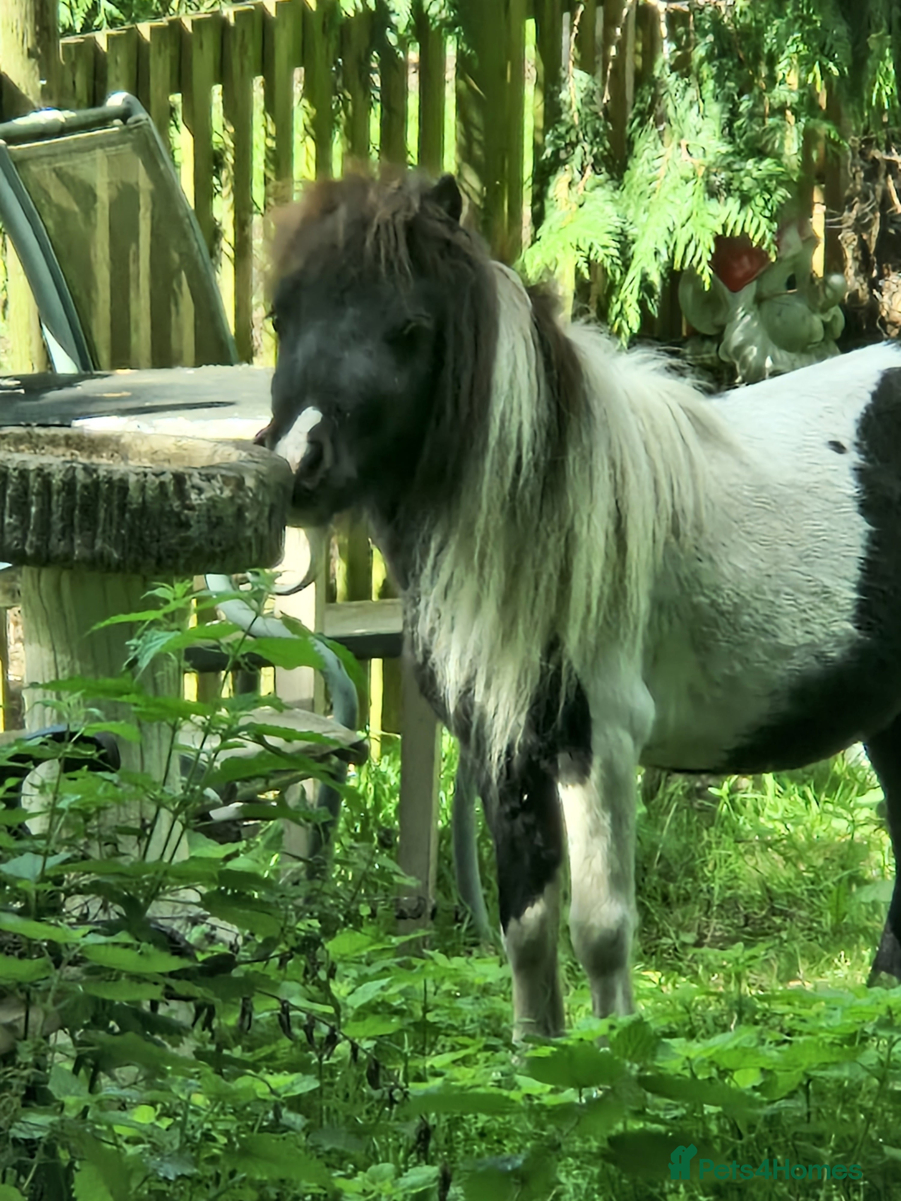 Shetland pony horses Miniature Shetland Colts - Advert 4