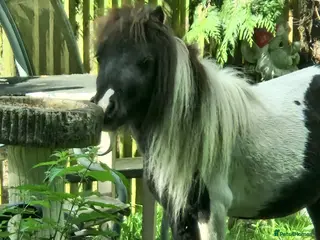 Shetland pony horses Miniature Shetland Colts - Advert 4