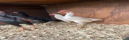 Chickens poultry for sale: Ko shamo hatching eggs available  - Advert 4