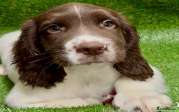 English Springer Spaniel dogs for sale: English springer spaniel - Image 14