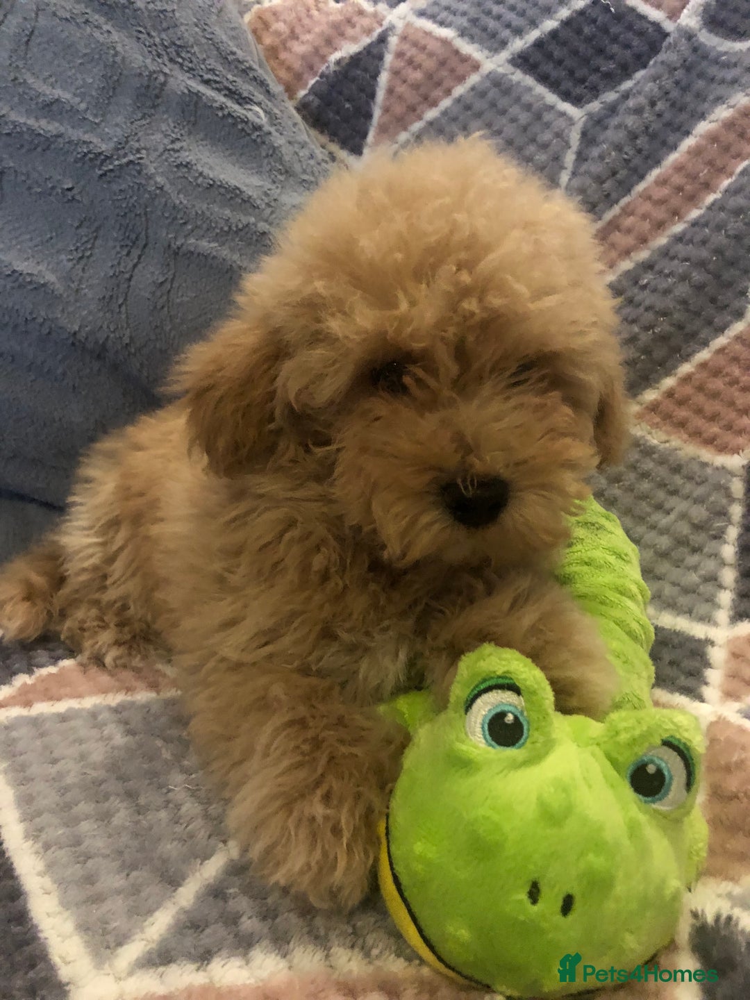 Maltipoo dogs for sale: Maltipoo puppies for sale  - Advert 7