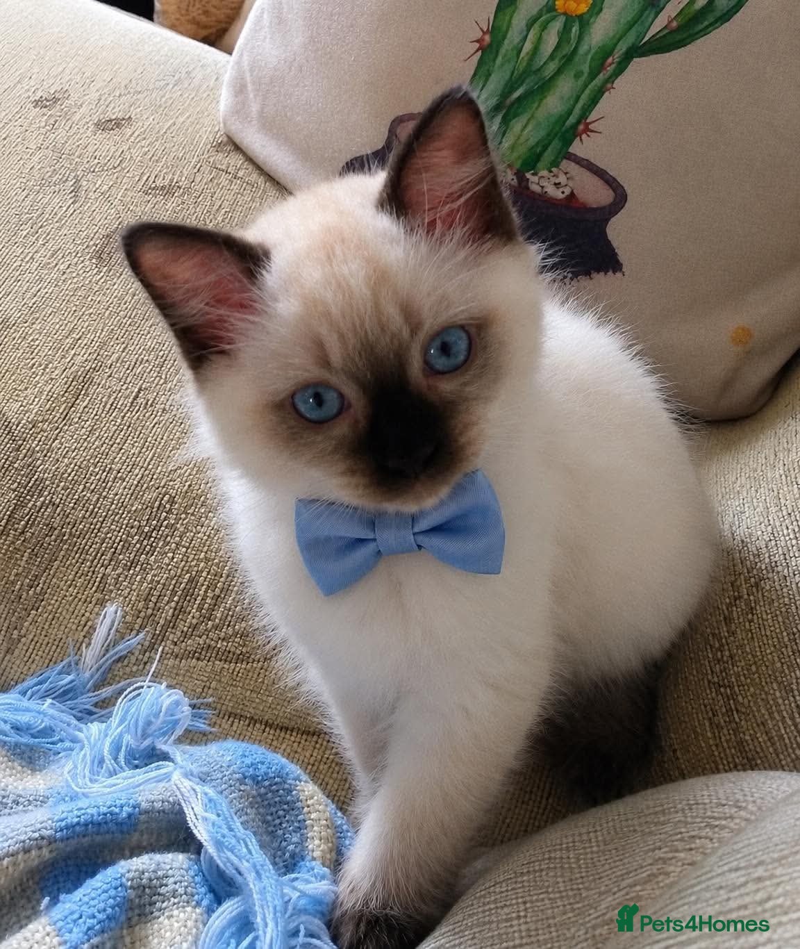 Ragdoll cats Pure bred Ragdolls need loving homes - Advert 2