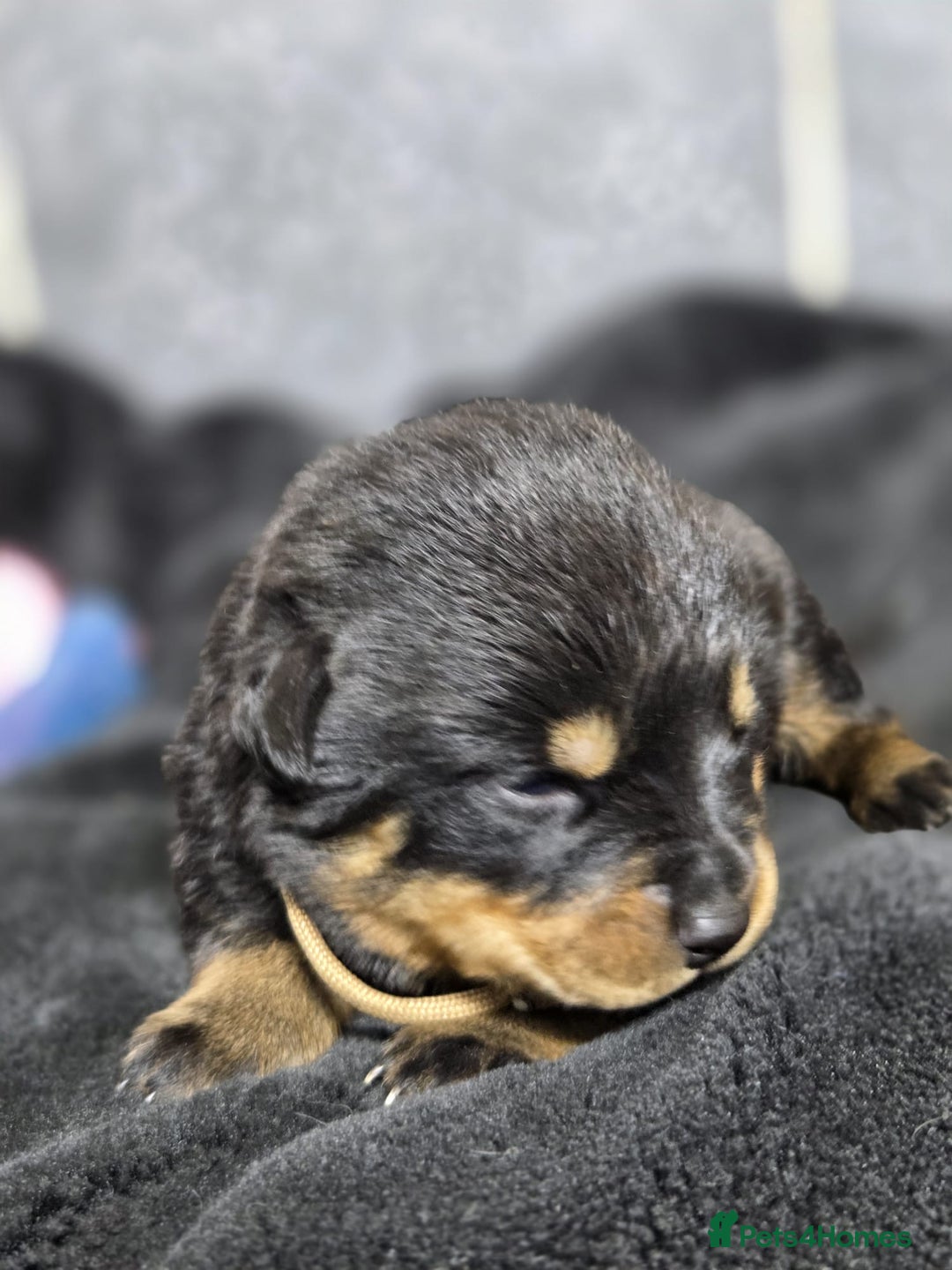 Rottweiler dogs for sale: Stunning Rottweiler pups - Advert 2
