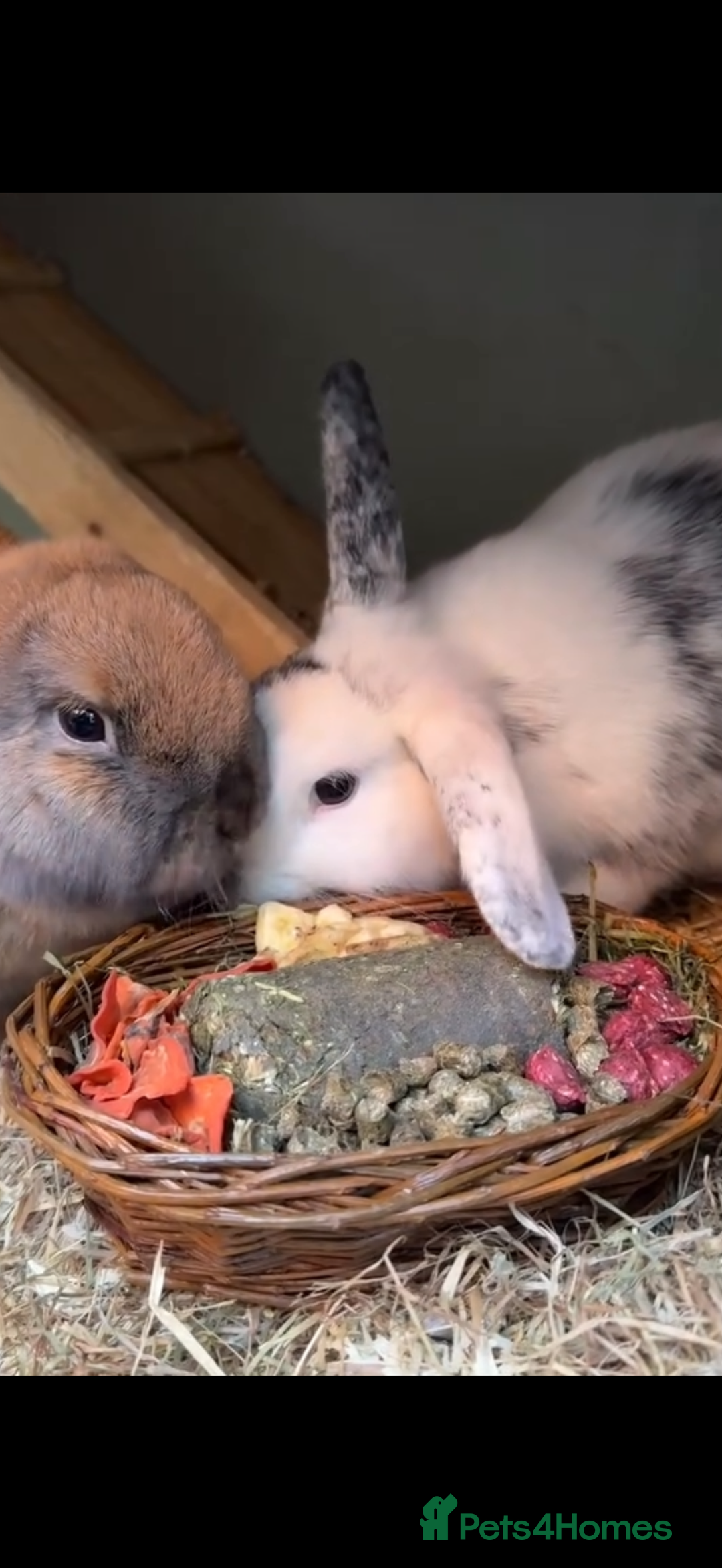 Mini Lop rabbits for sale: Mini Lop - Advert 4