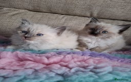Ragdoll cats for sale: 2 stunning ragdoll kittens  - Image 5