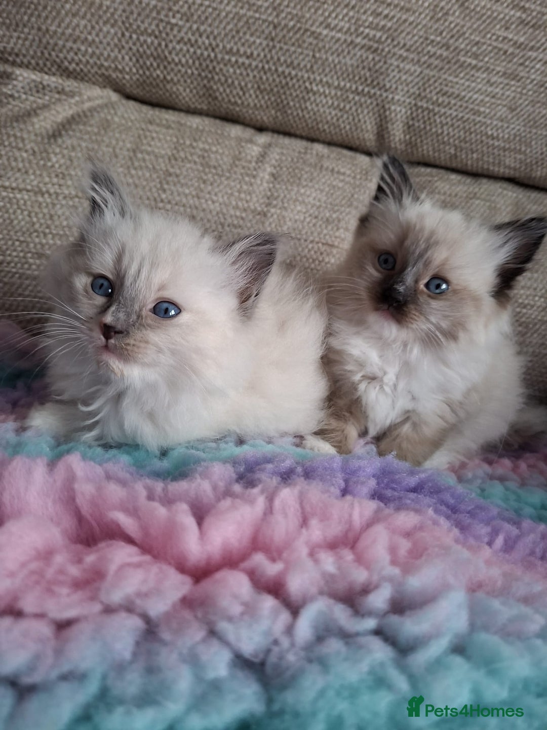 Ragdoll cats for sale: 2 stunning ragdoll kittens  - Image 5