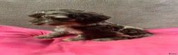 Sproodle dogs for sale: Sproodle  - Advert 12