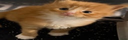 Maine Coon cats for sale: Rare red and white bicolor lMaincoon ready now  - Advert 12