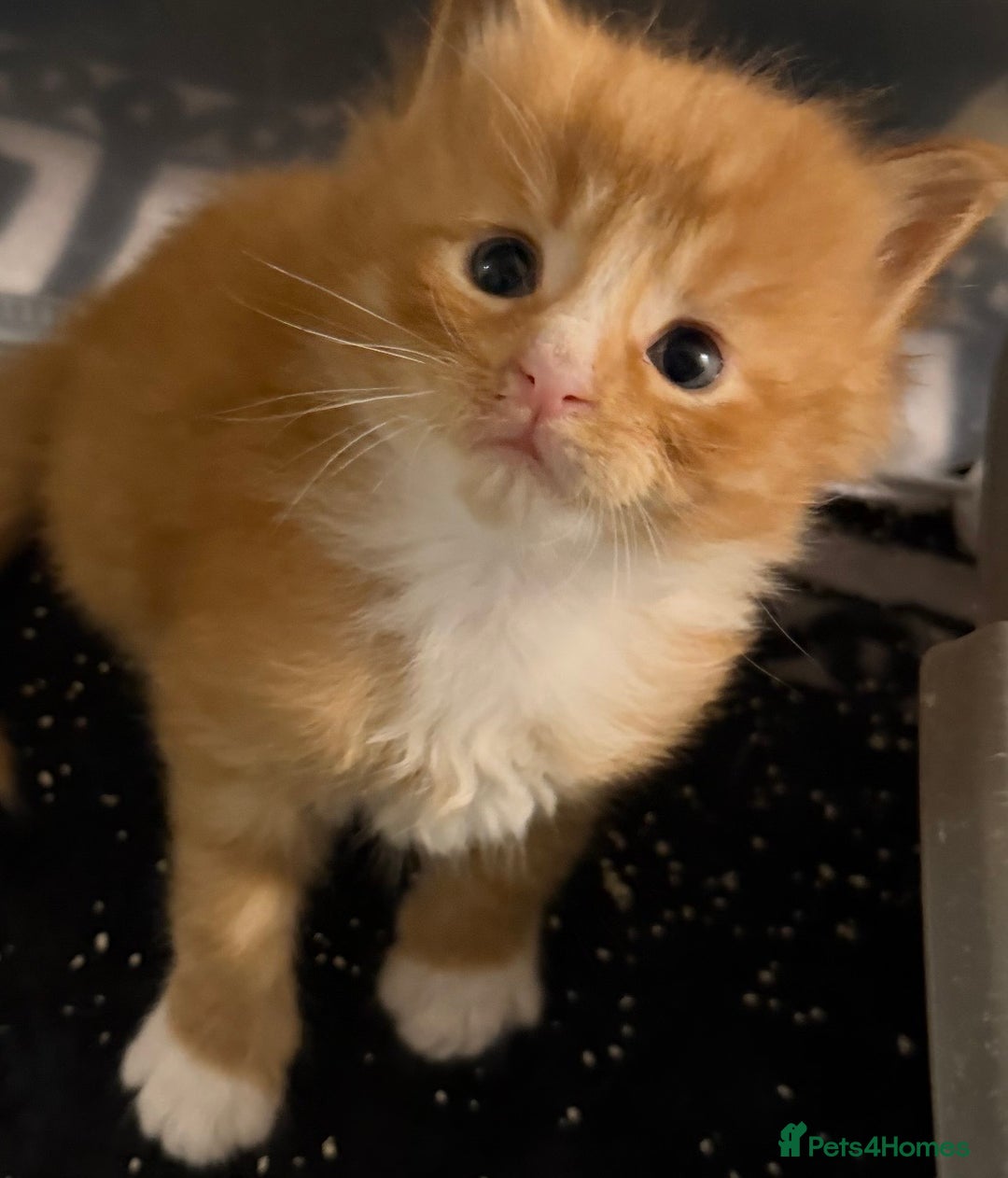 Maine Coon cats for sale: Rare red and white bicolor lMaincoon ready now  - Advert 12