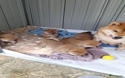 Japanese Shiba Inu dogs for sale: Fluffy authentic Shiba Inu puppies for sale  - Image 3