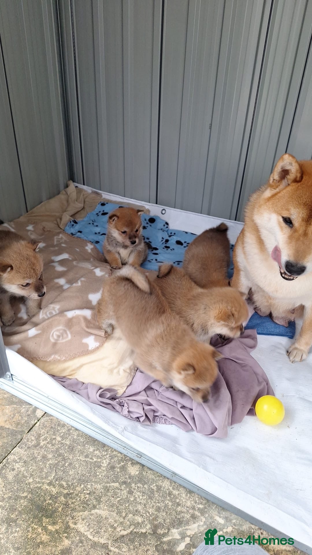 Japanese Shiba Inu dogs for sale: Fluffy authentic Shiba Inu puppies for sale  - Image 3