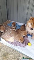 Japanese Shiba Inu dogs - Advert 3