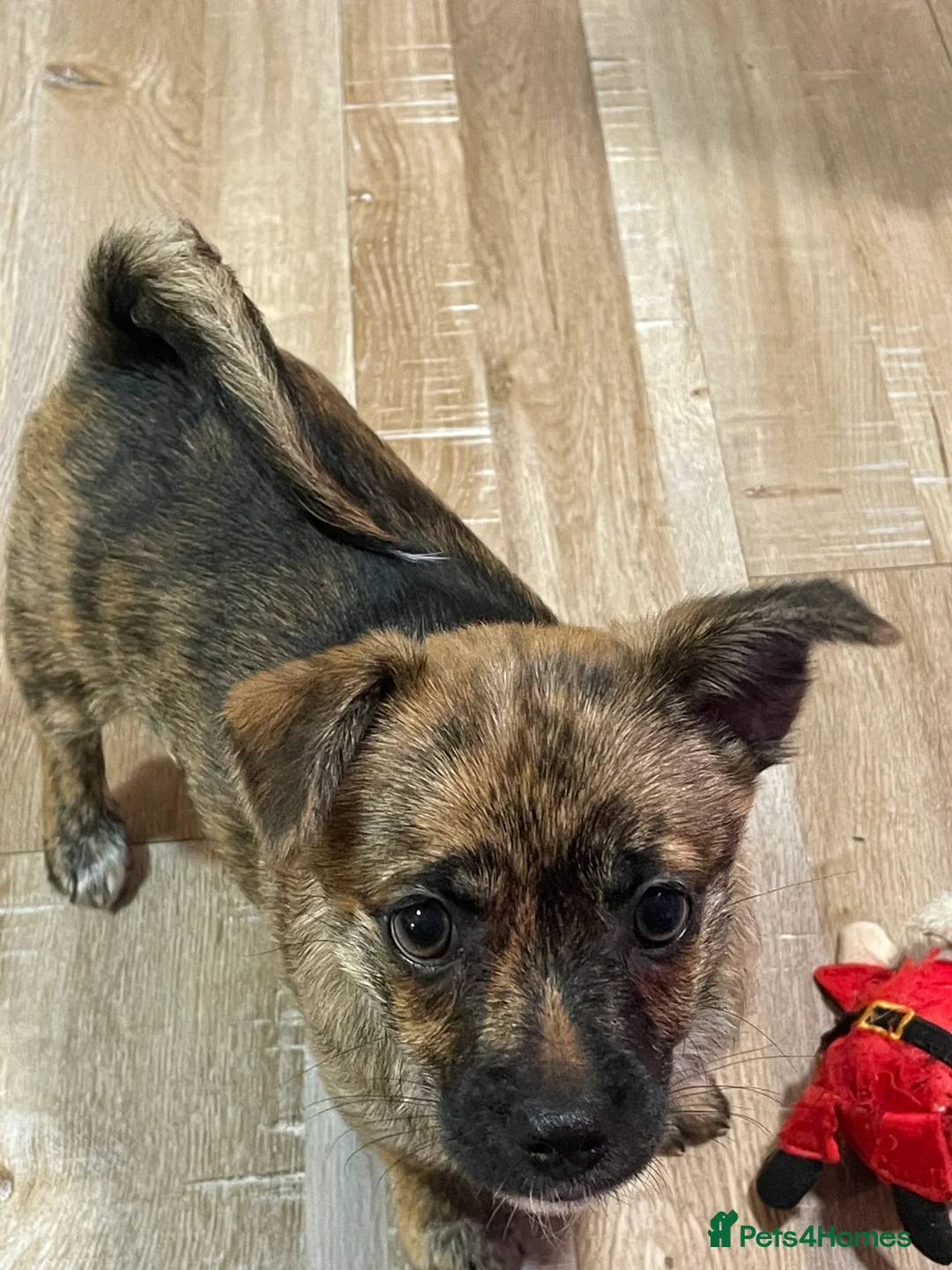 Mixed Breed dogs for sale: Gorgeous puppys - Advert 2