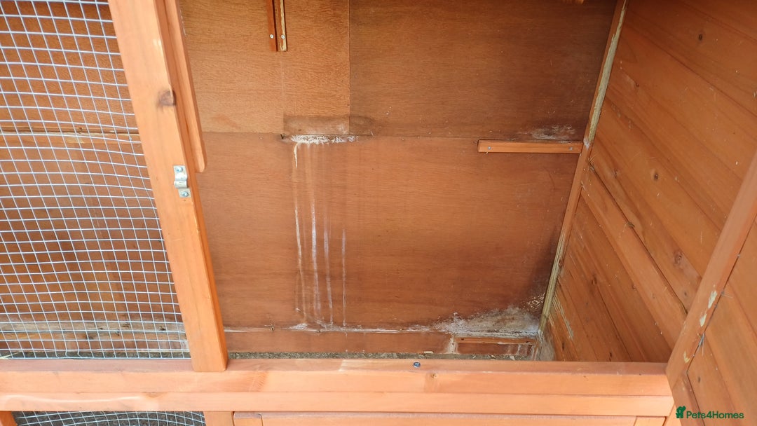 Mixed Breed rabbits for sale: 2 pets at home rabbit hutches  - Advert 4