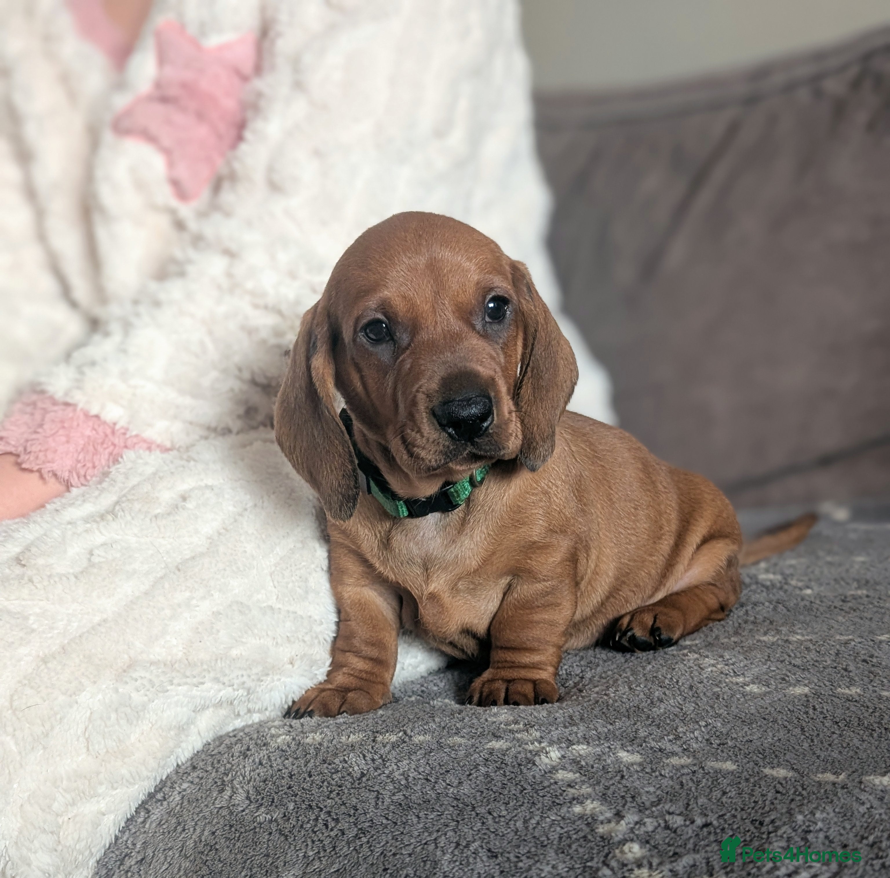 Dachshund dogs Champions Line/Show Quality Standard Dachshund - Advert 6