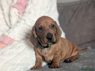 Dachshund dogs Champions Line/Show Quality Standard Dachshund - Advert 6