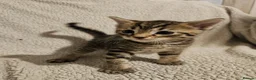 Mixed Breed cats for sale: Part bengal kittens. - Advert 5