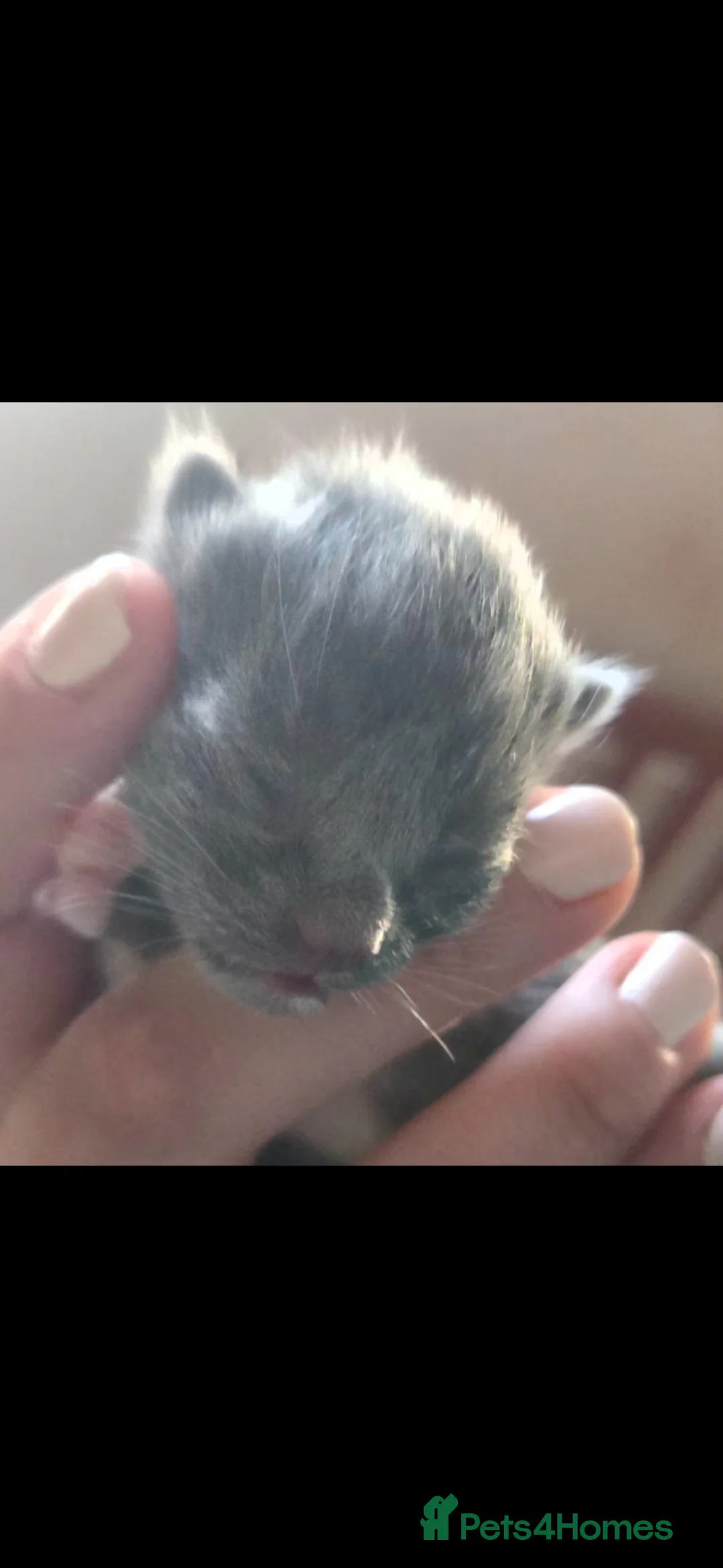 Mixed Breed cats for sale: Beautiful kittens looking for their forever home in Melksham - Advert 2
