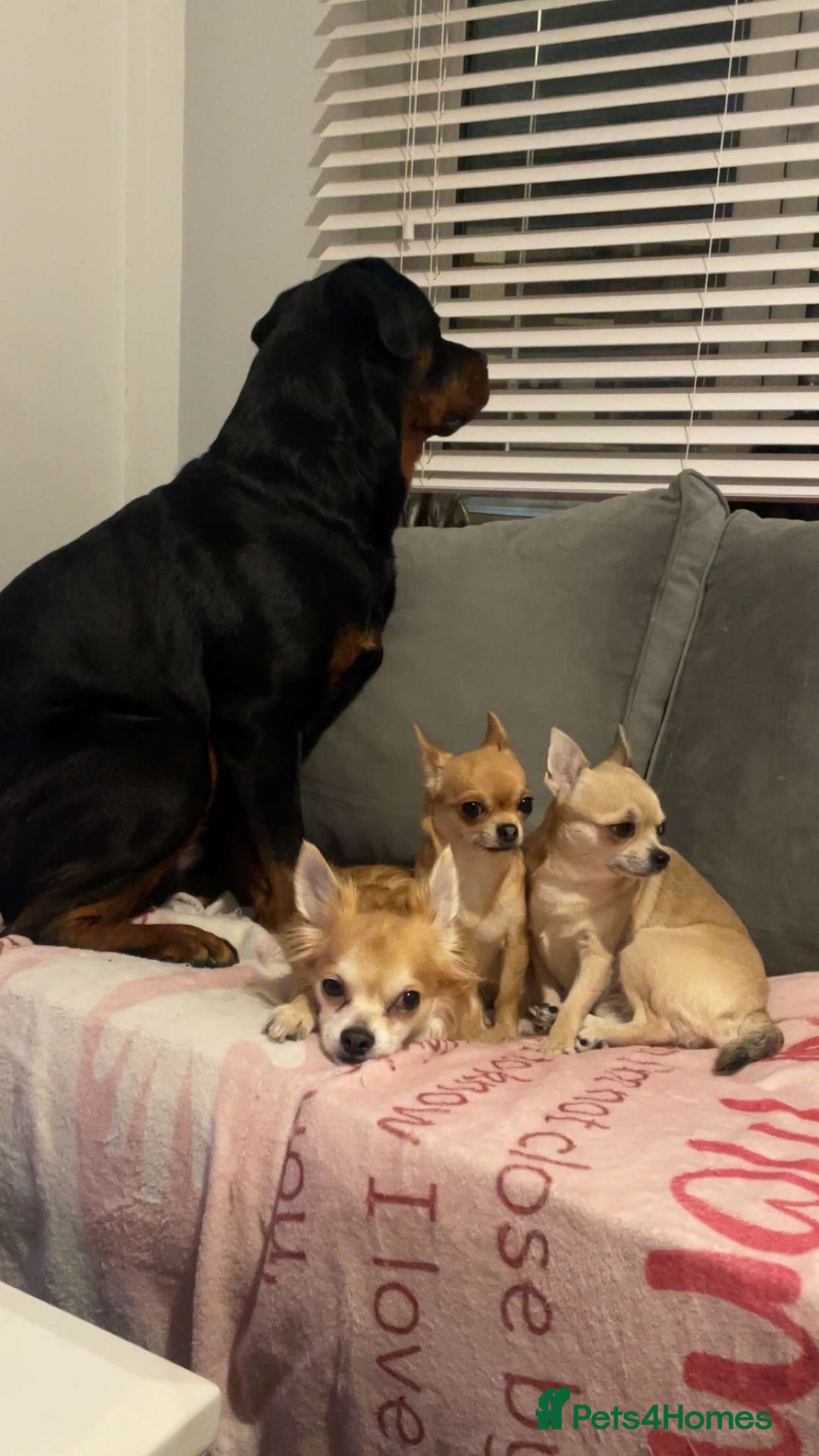 Chihuahua dogs for sale: Beautiful apple head puppies  - Image 5