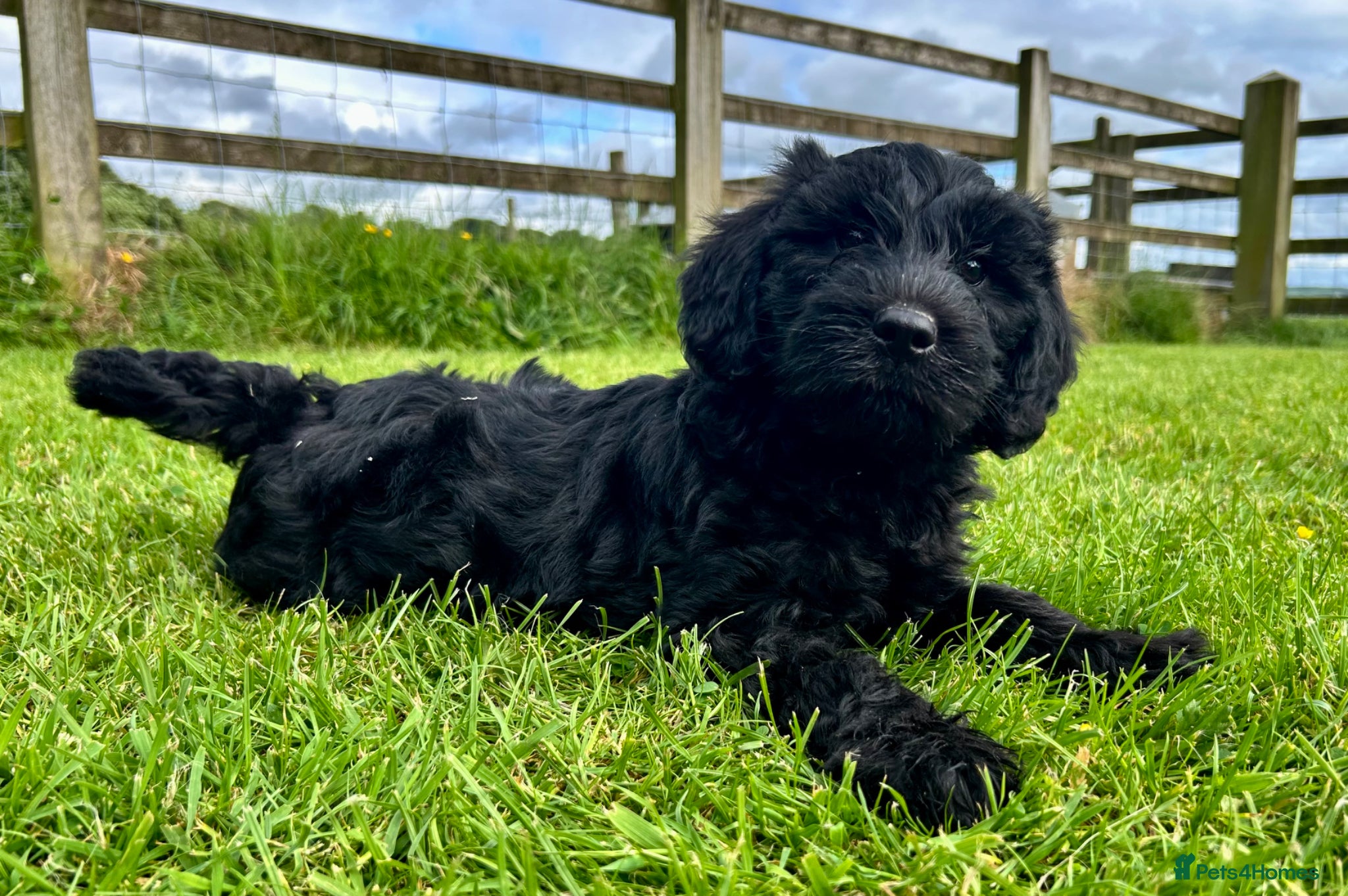 Labradoodle dogs Miniature Labradoodle Puppies - Advert 1