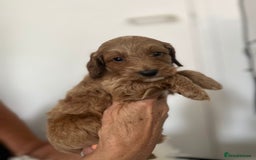 Australian Labradoodle dogs for sale: Australian Labradoodle  - Image 4