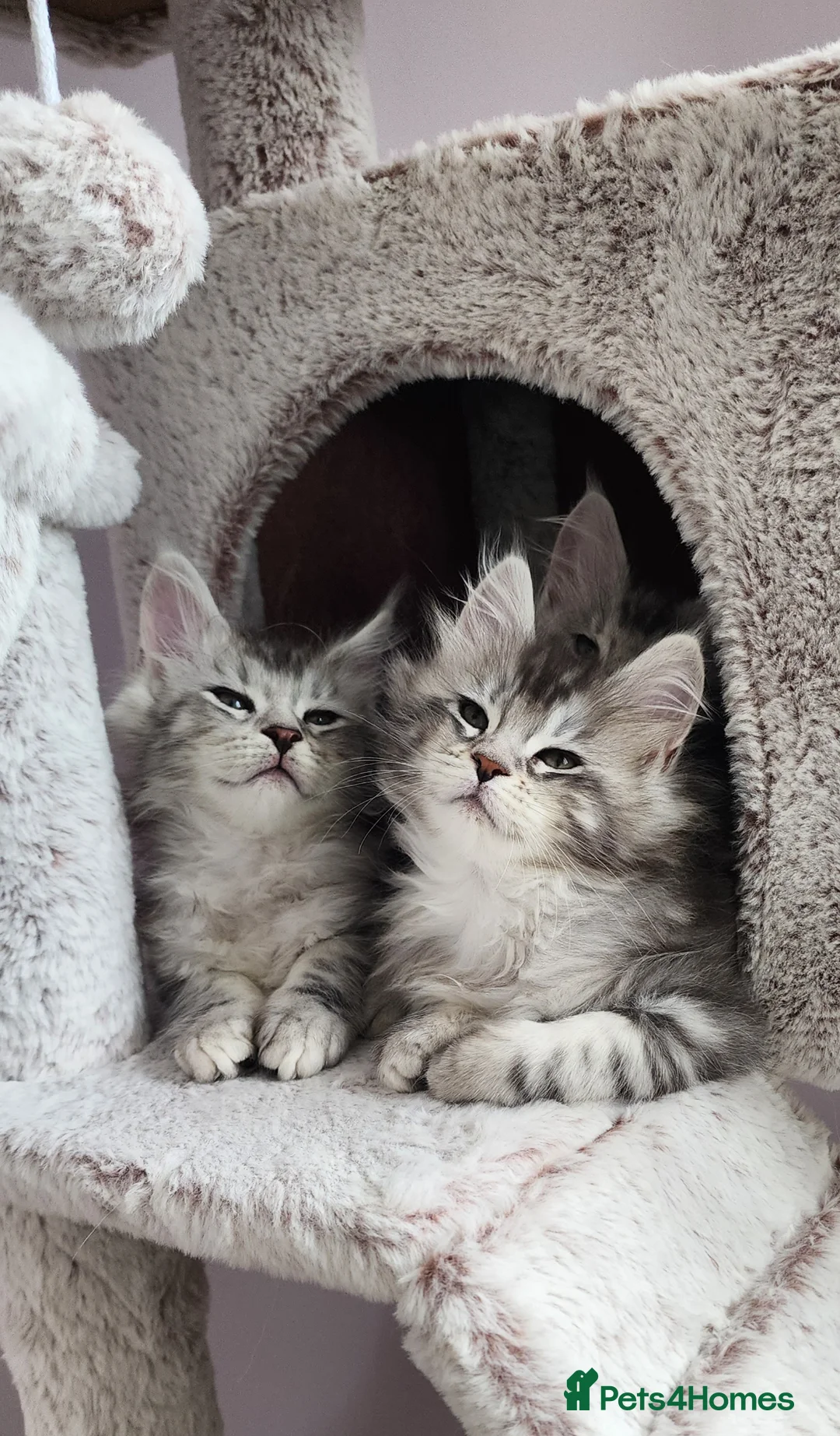 Maine Coon cats for sale: 💫💫Beautiful Maine Coon Kittens💫💫 - Advert 1