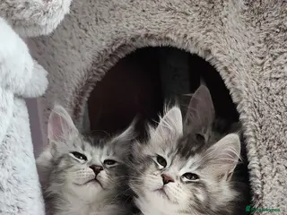 Maine Coon cats 💫💫Beautiful Maine Coon Kittens💫💫 - Advert 6
