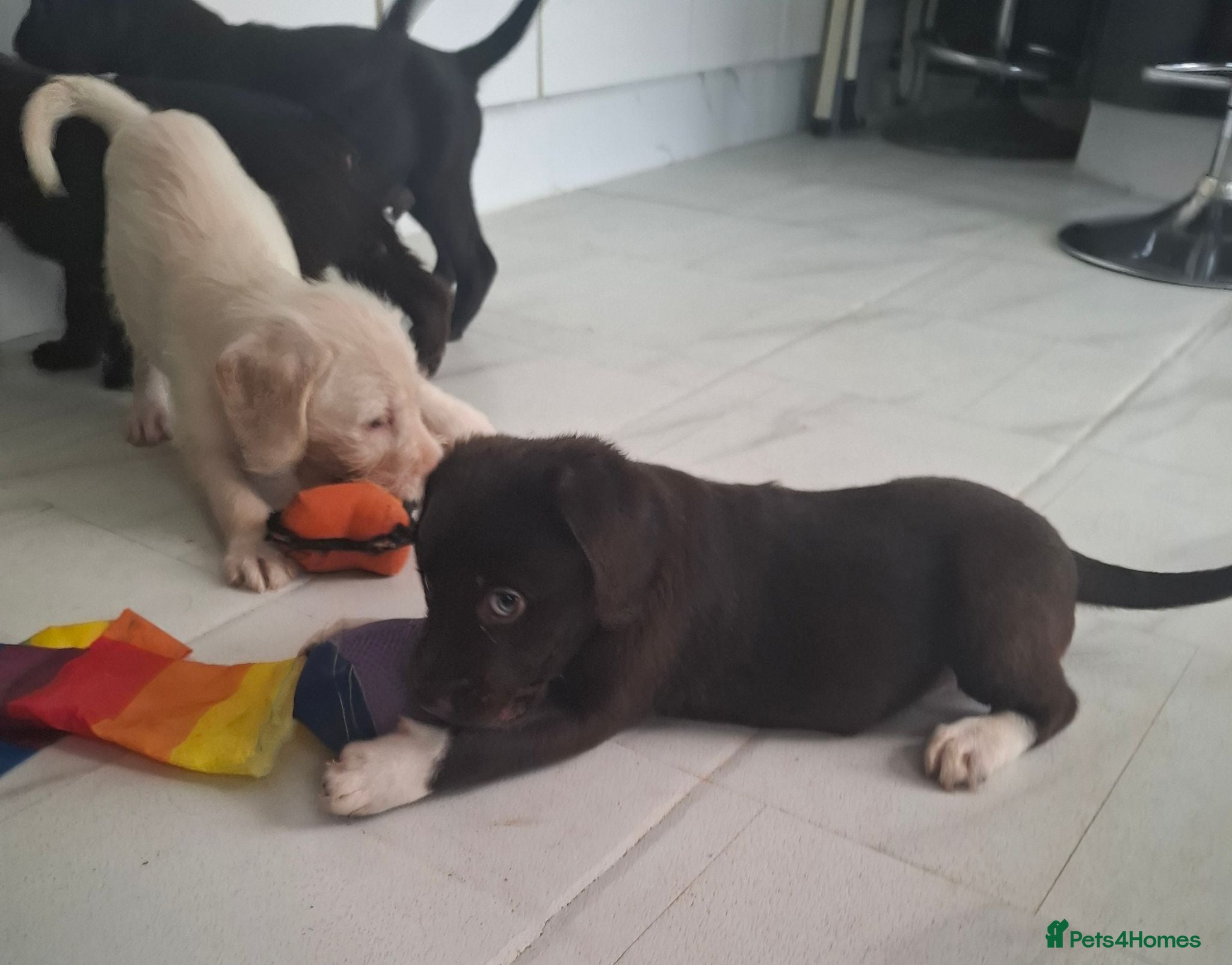 Labradoodle dogs Beautful home raised standard labradoodle puppies - Advert 9