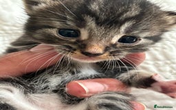 Maine Coon cats for sale: Adorable Kittens  - Image 11