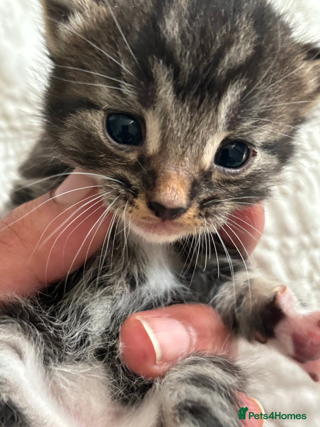 Maine Coon cats for sale: Adorable Kittens  - Image 11
