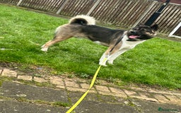 Akita dogs for stud: Chico’s finding LOVE… in Birmingham - Image 7