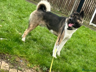 Akita dogs ***Chico’s finding LOVE… Proven Stud*** in Birmingham - Advert 2