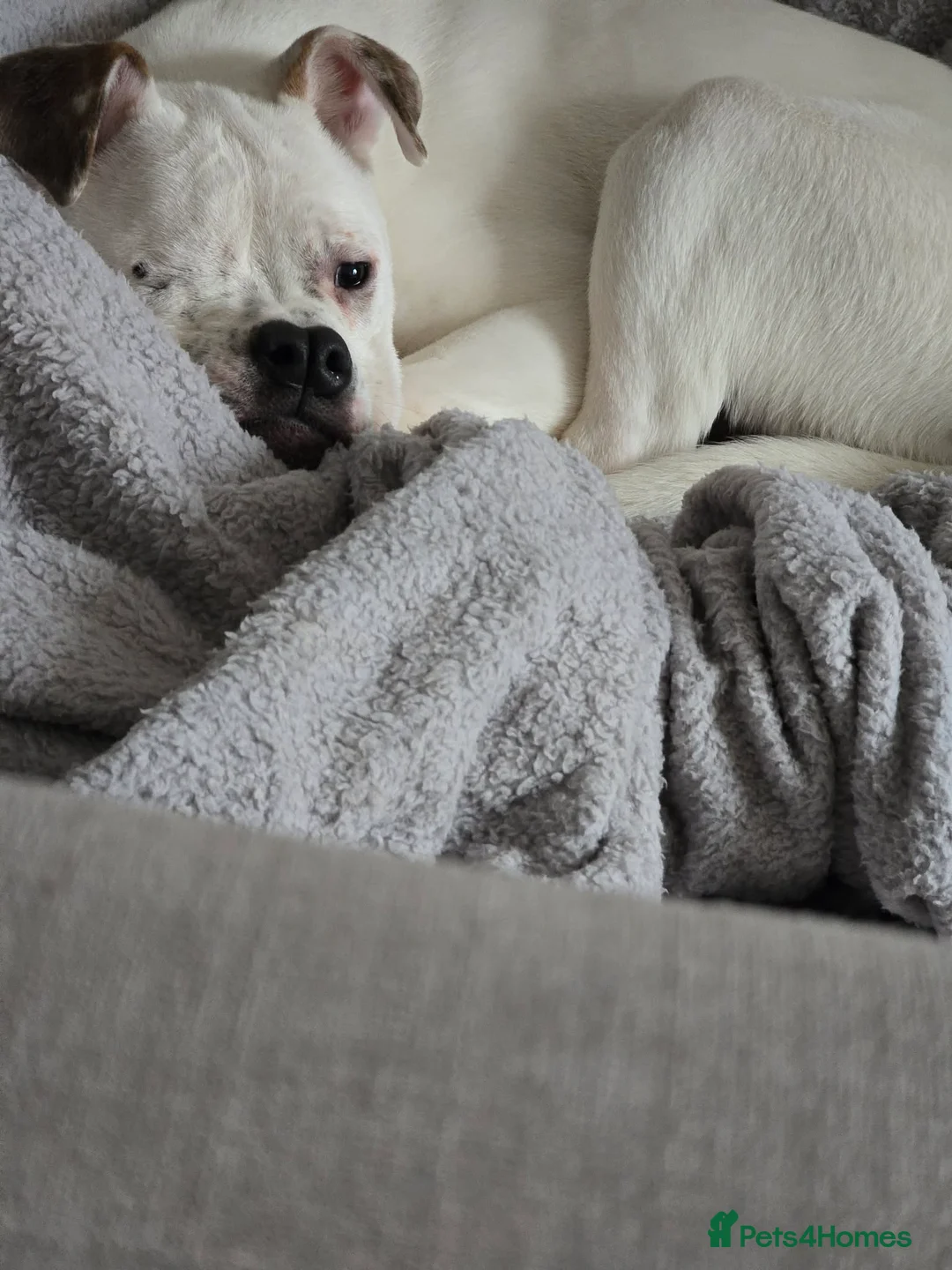 Mixed Breed dogs for sale: Staffy Mixed Breed. - Advert 2